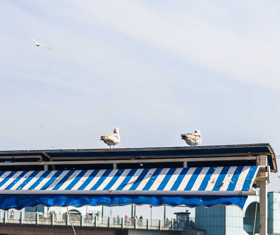 Seagulls on rooftop
