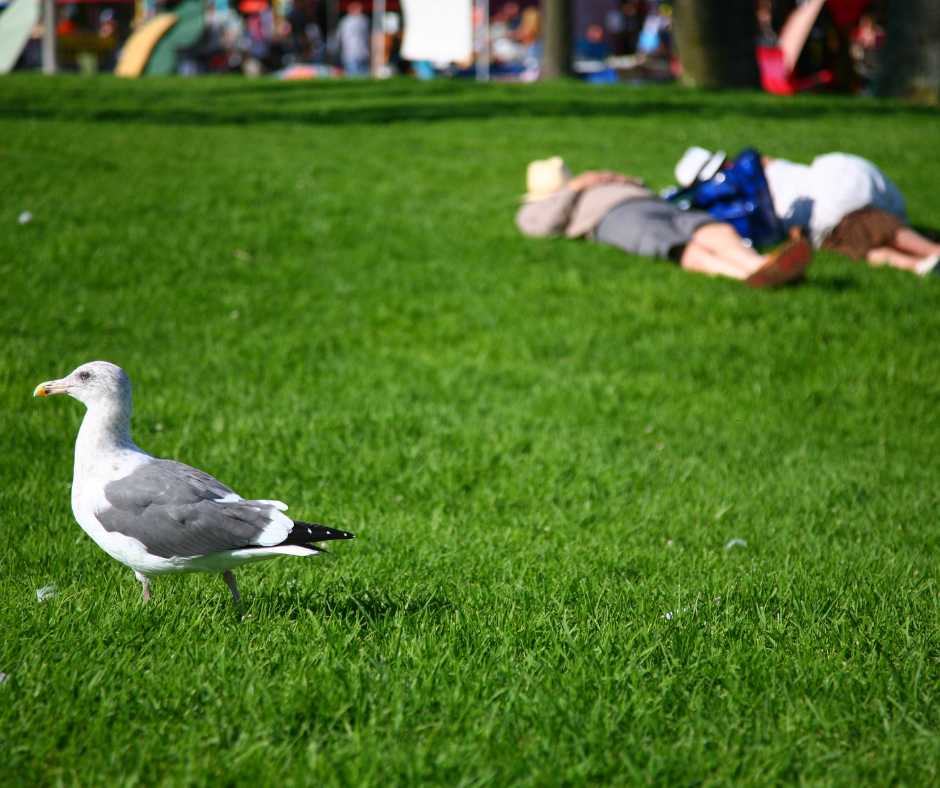 Sharing Our City Spaces with Seagulls