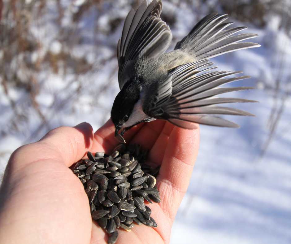 Understanding bird behavior