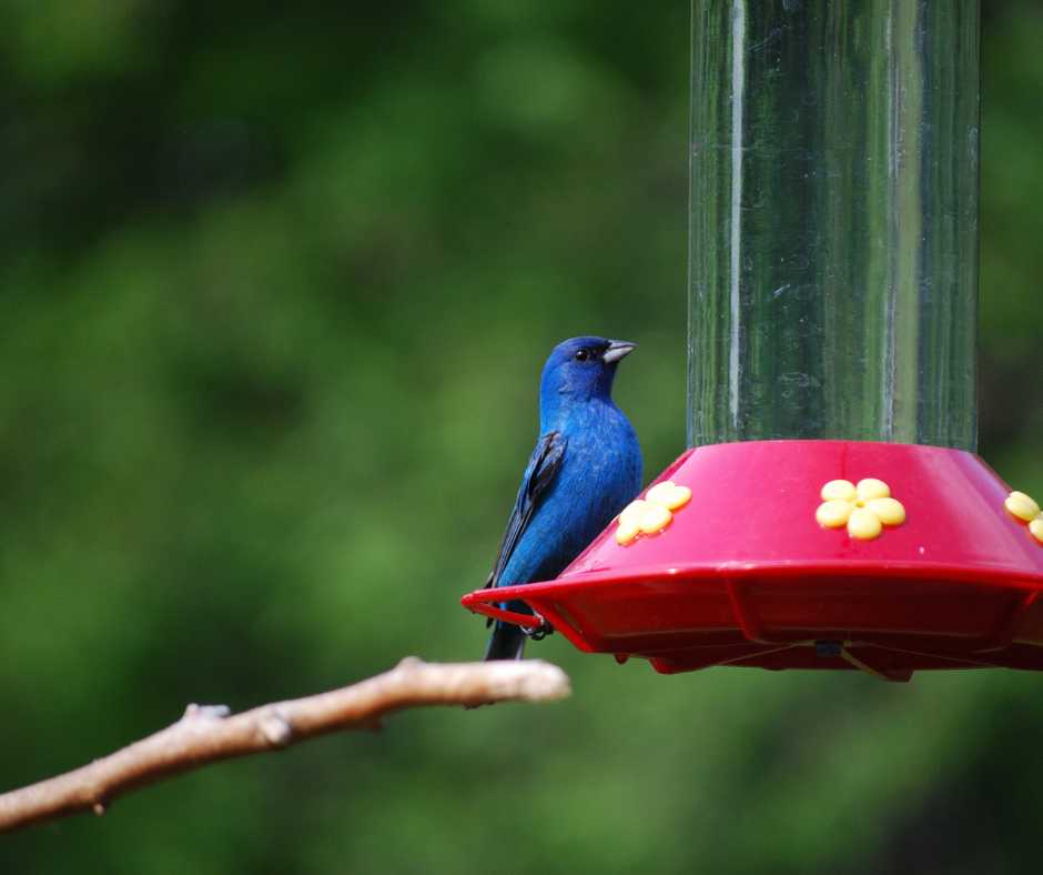 Water for indigo Bunting