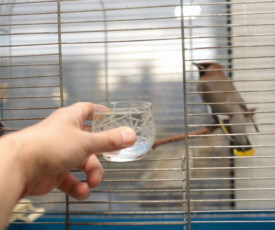 Watering the Bird