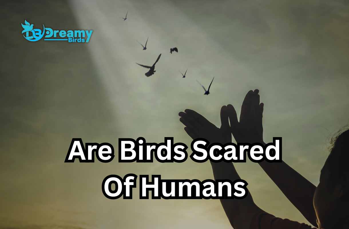 The Mystery Solved: Are Birds Scared of Humans and Why?