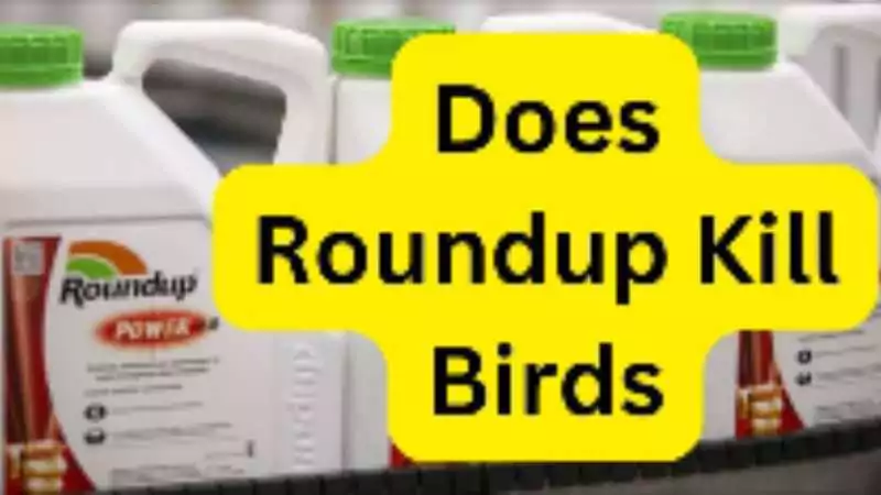 Image posing the question 'Does Roundup Kill Birds' over a background of Roundup pesticide containers.