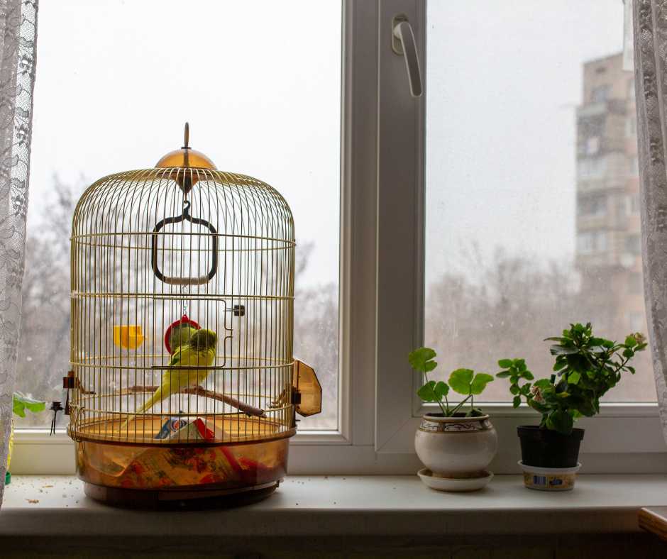 bird cage