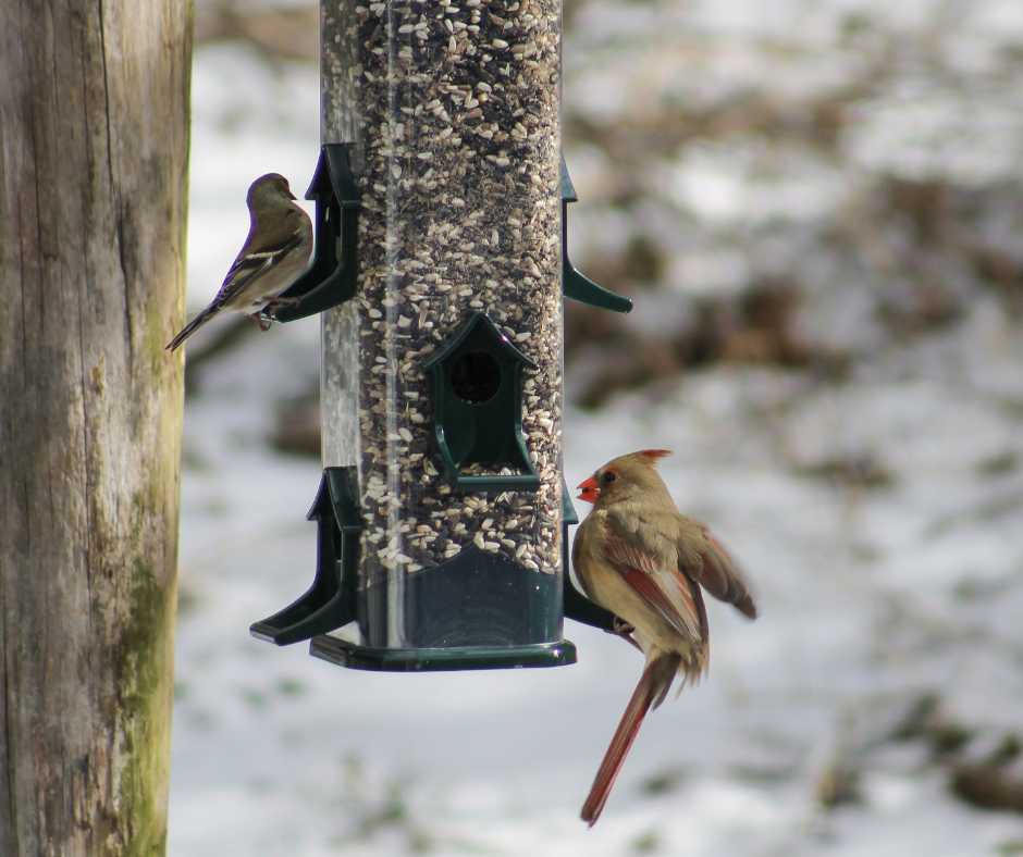 bird feeder