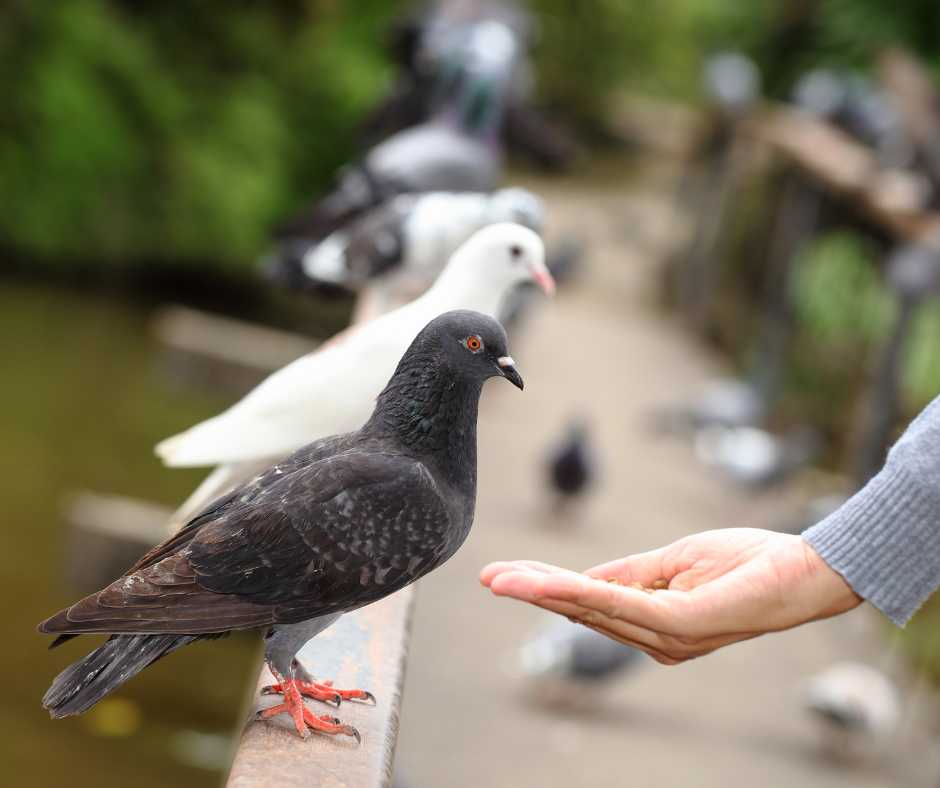 birds around human