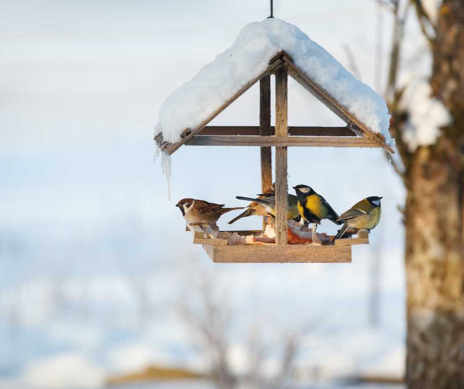 birds in winter