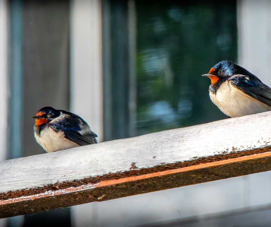 birds on balcony
