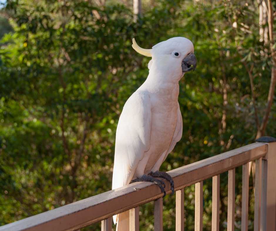 birds on porch