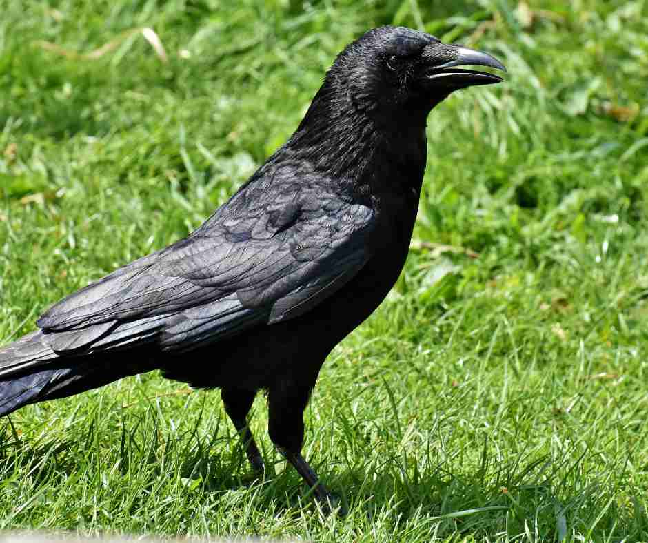 crows in garden