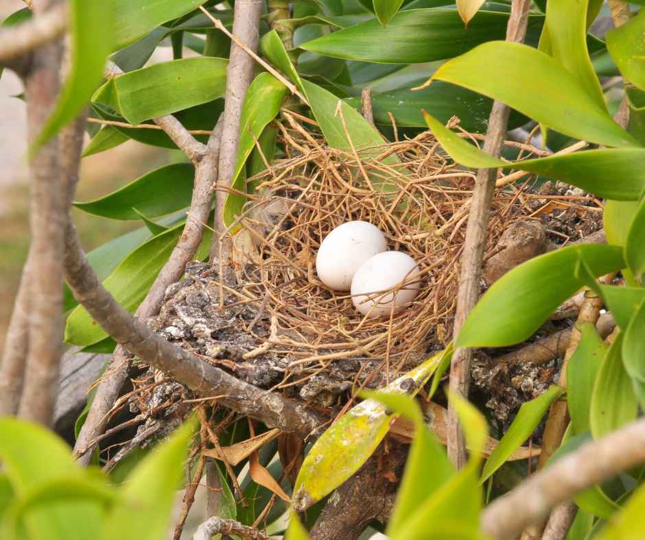 dove eggs