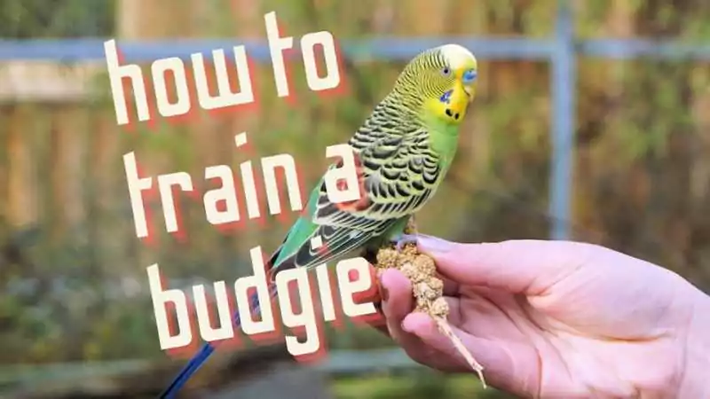 how to train a budgie