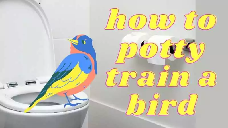 how to potty train a bird