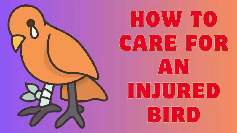 detail guidance on how to care for an injured bird