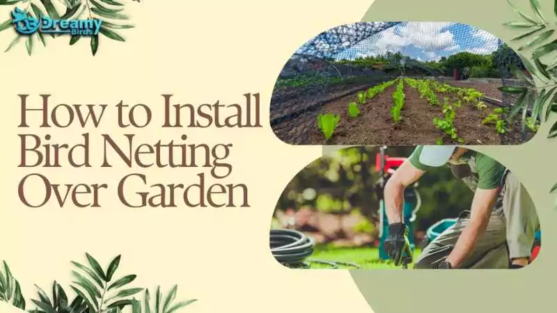 A step-by-step visual guide on how to install bird netting over garden to protect plants.