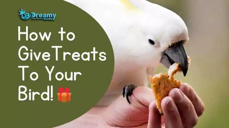 A hand feeding a cockatoo a treat illustrates how to give treats to your bird as a part of their dietary rewards.