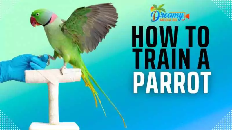 how to train a parrot