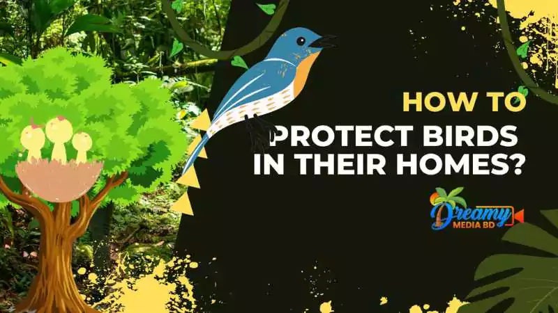 A colorful bird perched near a nest with three eggs in a lush forest, with text "How to Protect Birds in Their Homes" by Dreamy Birds