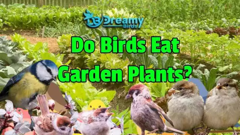 A variety of garden birds perched and feeding among lush green garden plants, illustrating the query - do birds eat garden plants?