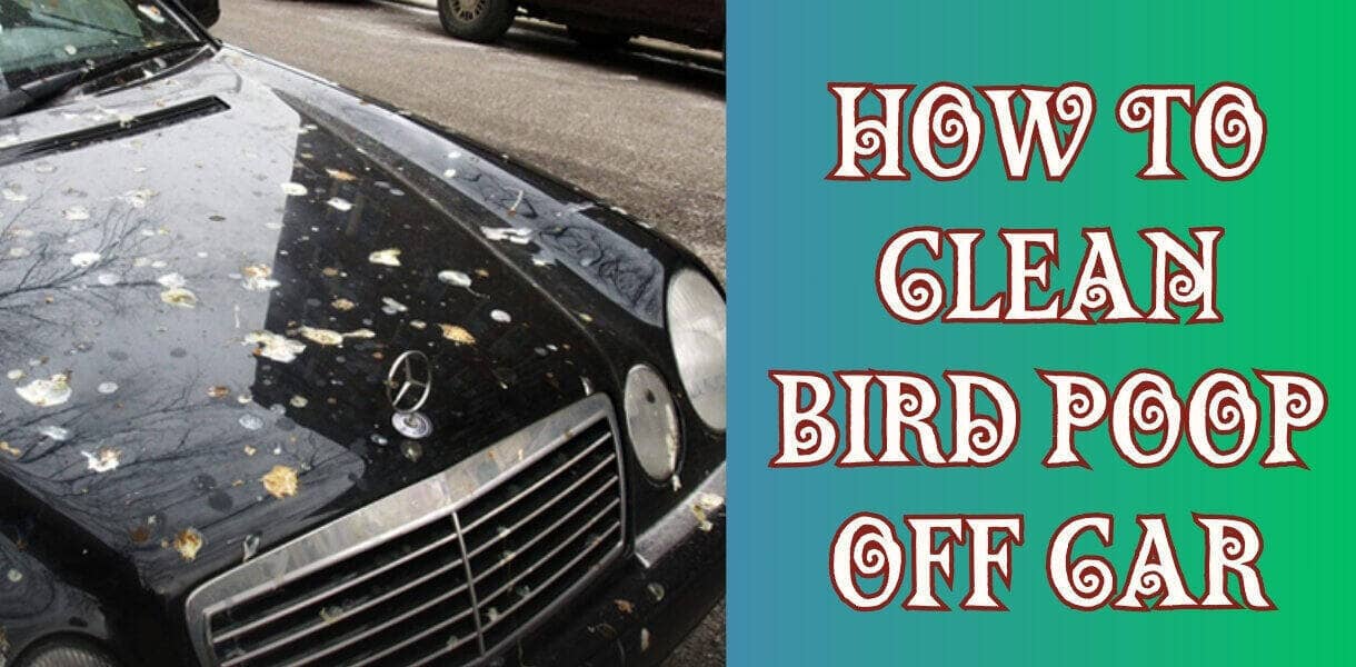 Easy 10Step Guide How to Clean Bird Poop Off Car