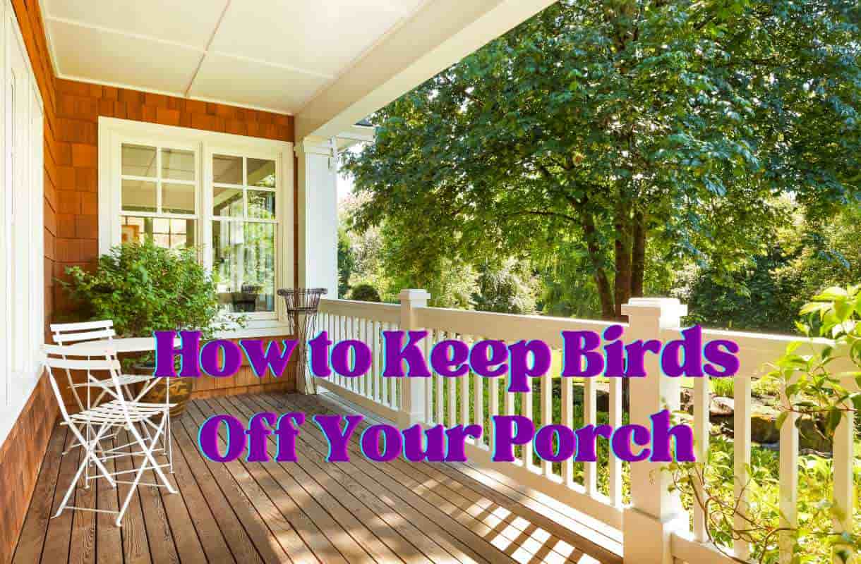 How to Keep Birds Off Your Porch 7 Steps to Follow