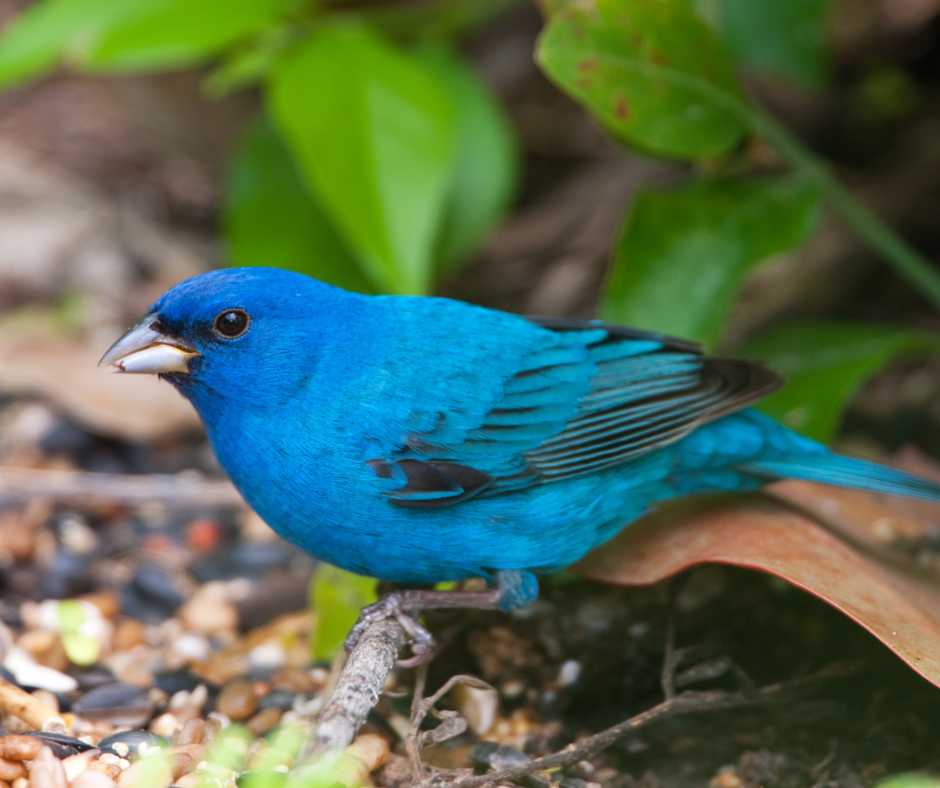 indigo buntings