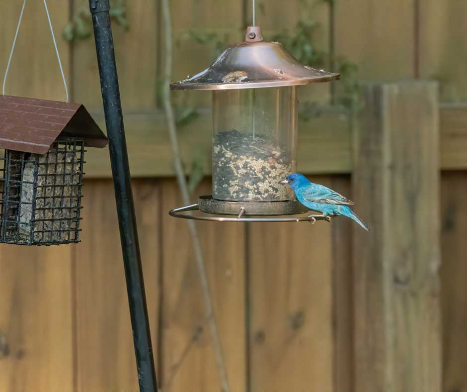 indigo buntings feeder