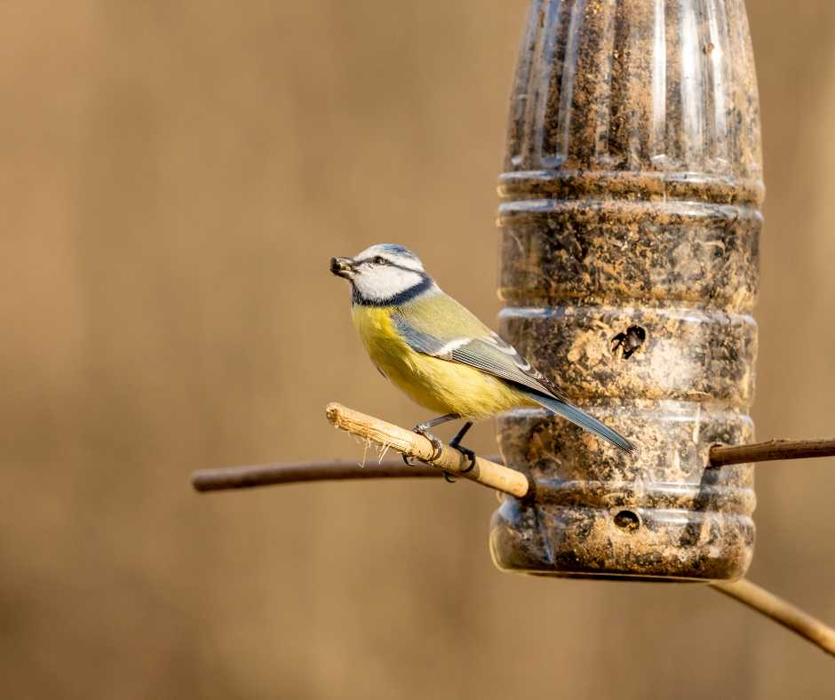 perch for bird