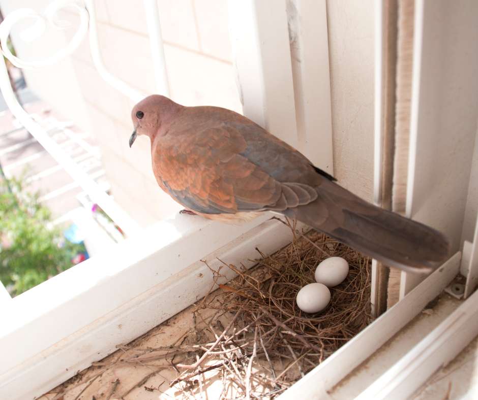 pigeons move their nest