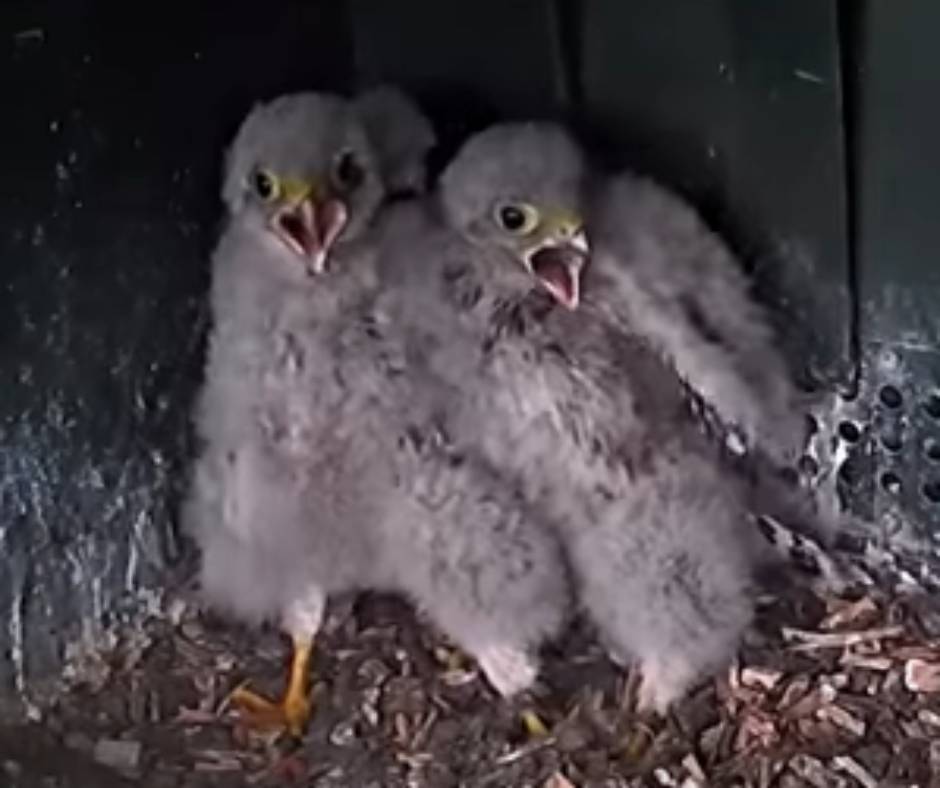 scared bird