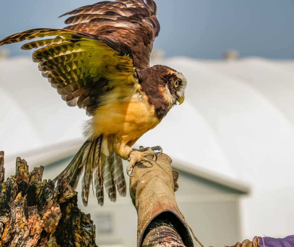training a bird