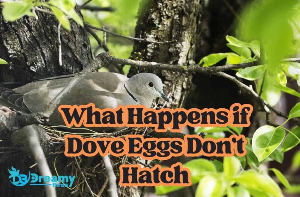 What Happens If Dove Eggs Don't Hatch? A Beginner's Guide