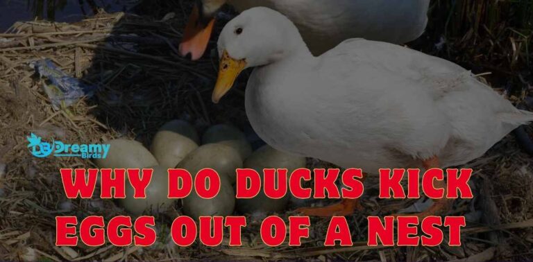 7 Reasons Why Do Ducks Kick Eggs Out Of A Nest