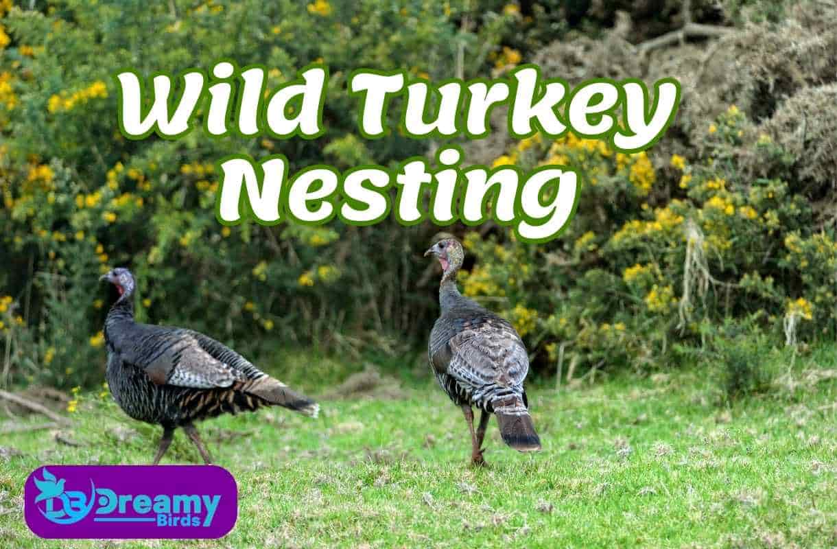 Wild Turkey Nesting: Lessons in Adaptation and Survival