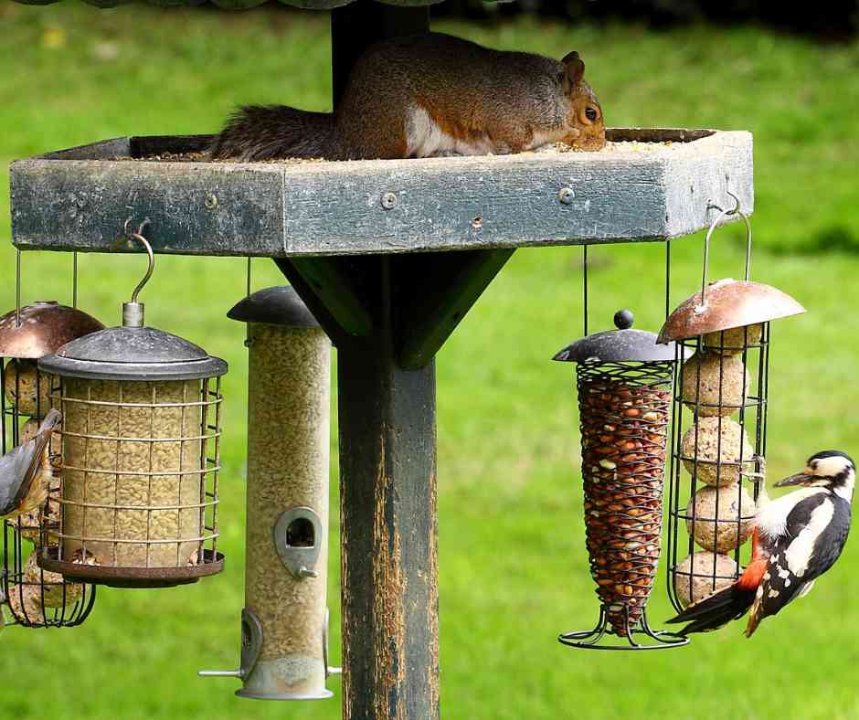 Adding Baffles to Feeder