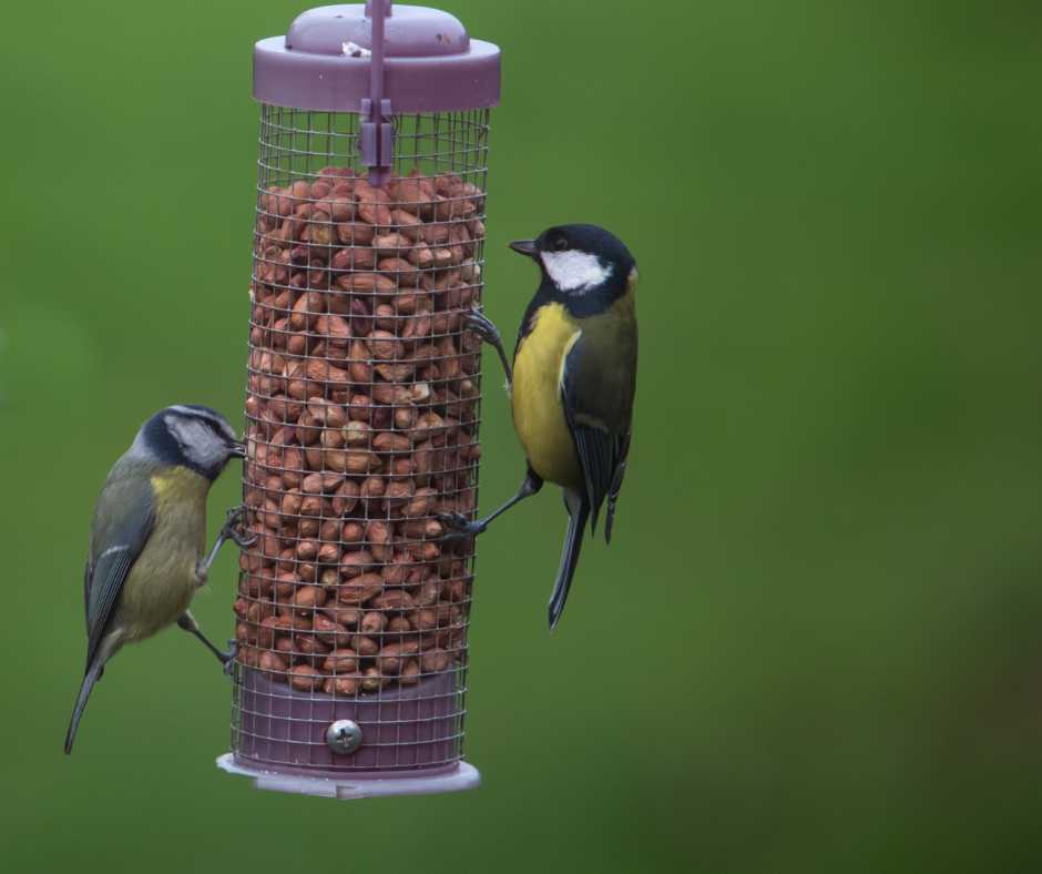 Feeder Out of Jumping Reach