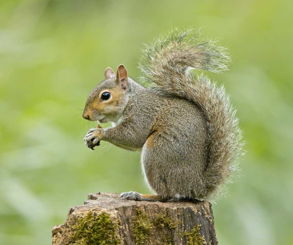 Squirrel