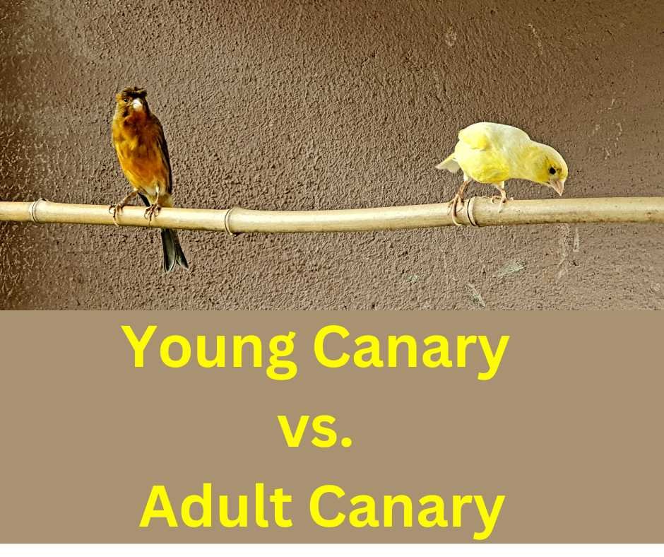 A young canary and an adult canary perched on a bamboo stick, showcasing the differences in plumage and size.