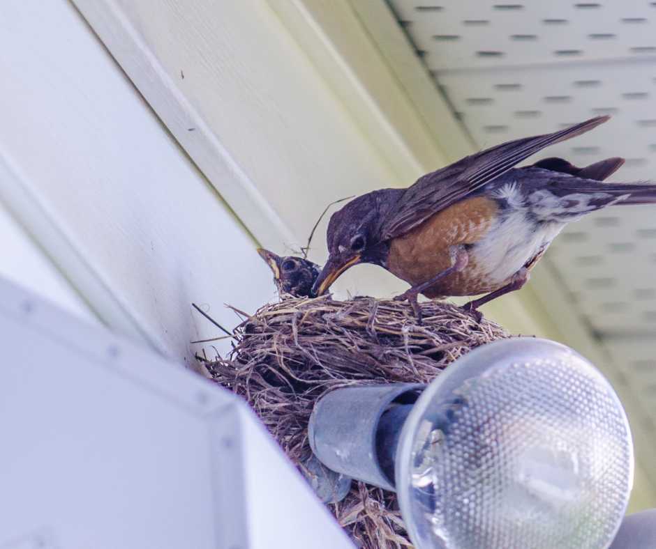 An American robin feeding its young in a carefully constructed nest against a backdrop of urban architecture.