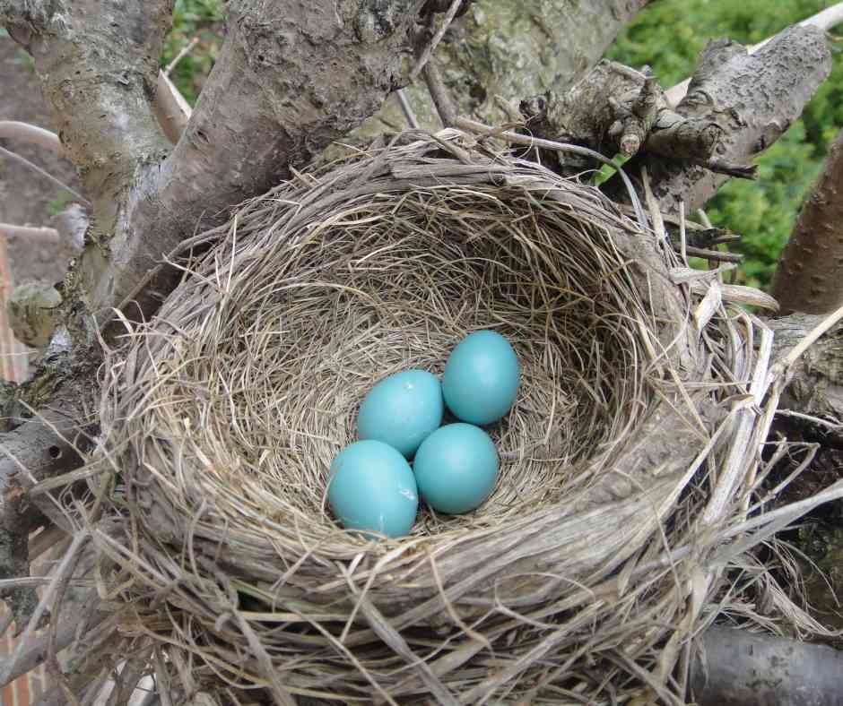 Three turquoise American robin eggs nestled within a sturdy nest of twigs and grass, cradled by tree branches.