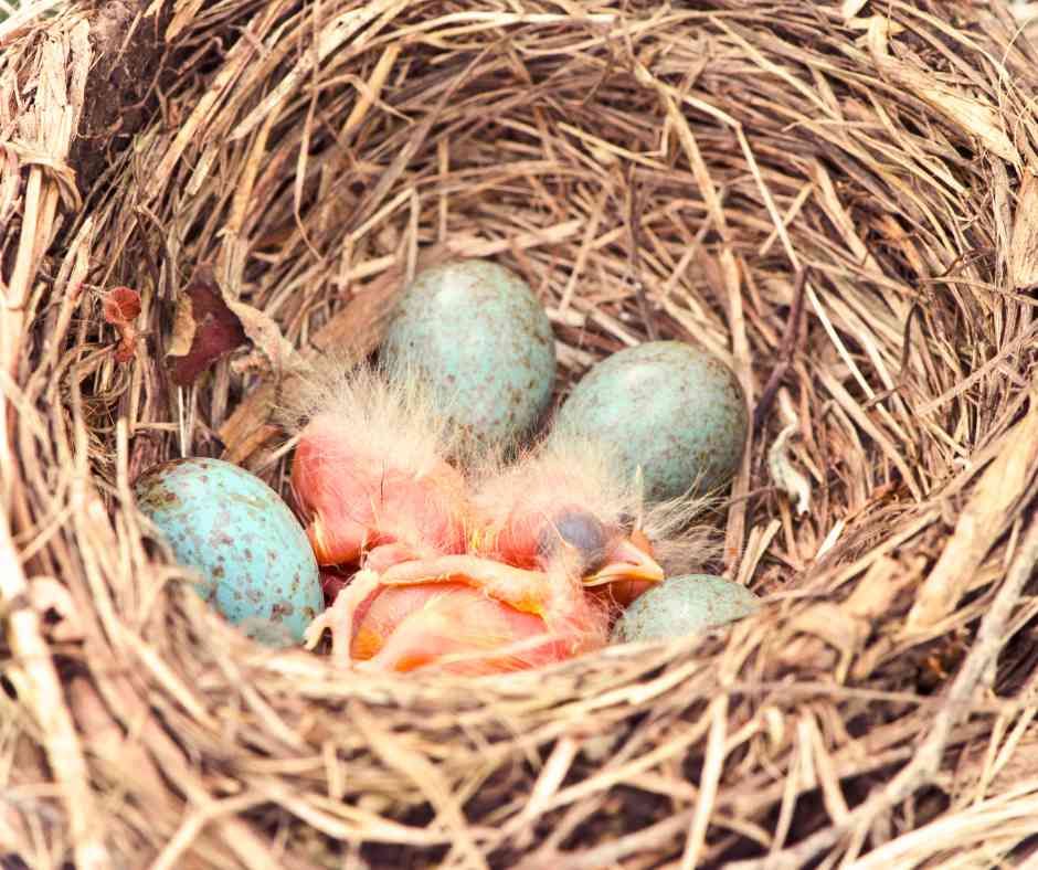 Newly hatched American robin chicks in a nest with speckled eggs waiting to hatch, showcasing the early stages of bird life.