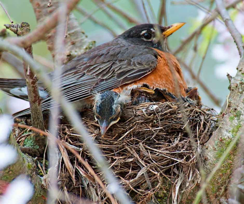 An American robin tending to its chicks in a well-crafted nest, showcasing the nurturing aspect of bird parenting.