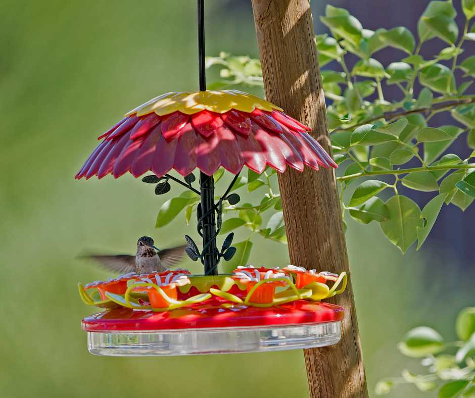 A hummingbird approaching a vibrant red and yellow feeder, highlighting 'Attracting Hummingbirds' in a serene garden setting.