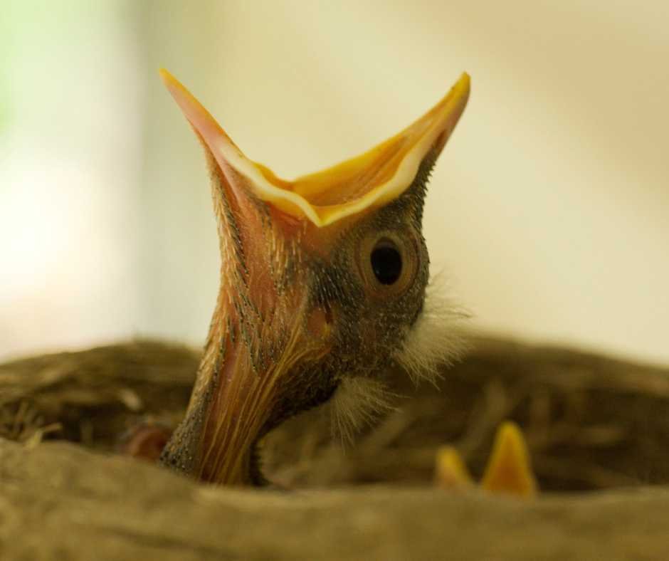 A baby bird in a nest with its beak wide open, anticipating food.
