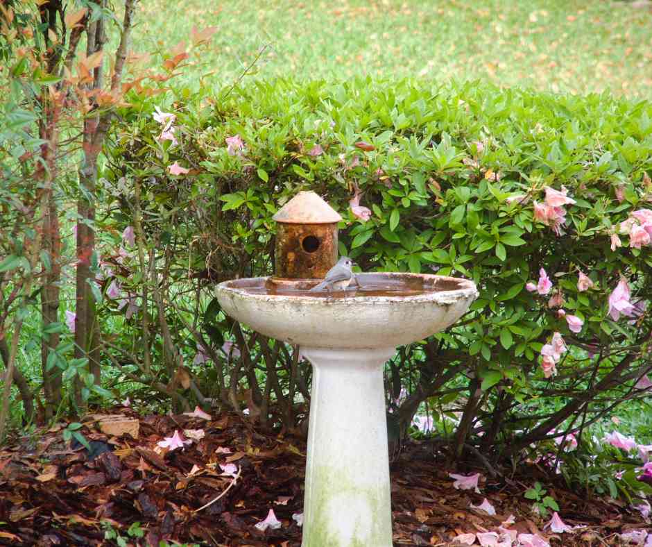 A tranquil bird-friendly garden with a birdbath and birdhouse, inviting a variety of birds into this eco-friendly habitat.