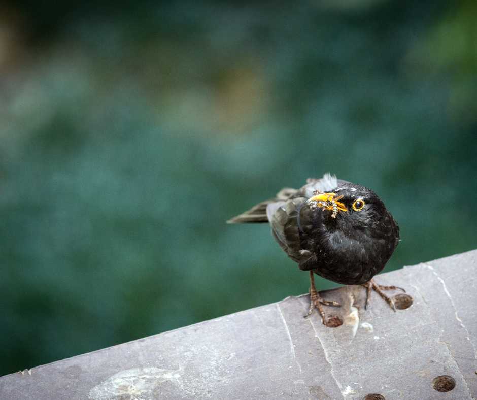 A blackbird with a wasp in its beak, showcasing the hunting technique of birds.