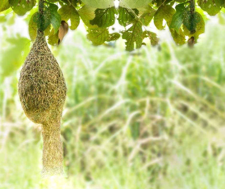 A bird nest intricately woven hanging from a garden tree.
