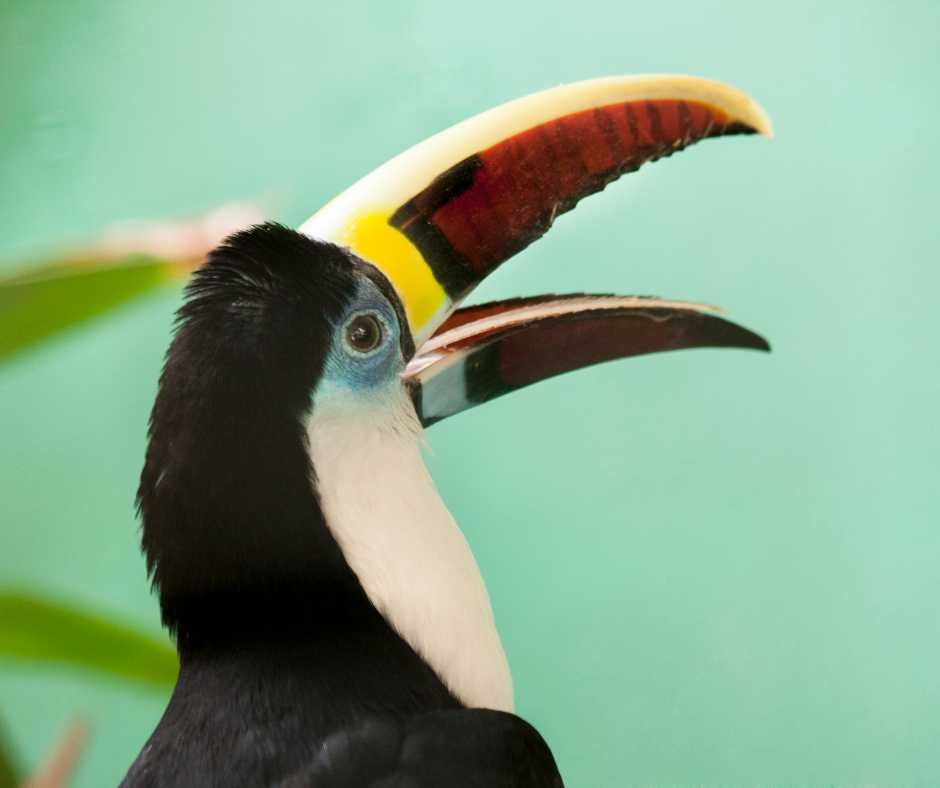 A toucan with its beak open, a natural behavior for bird respiration.