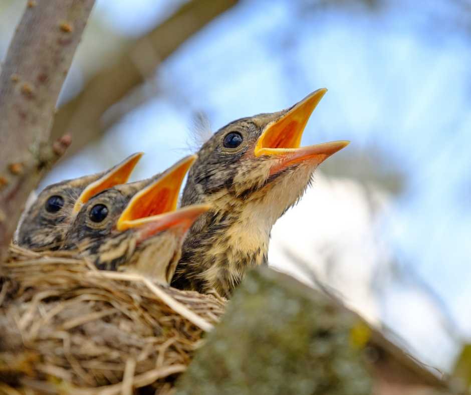 Young birds in a nest opening their beaks as a natural cooling mechanism.