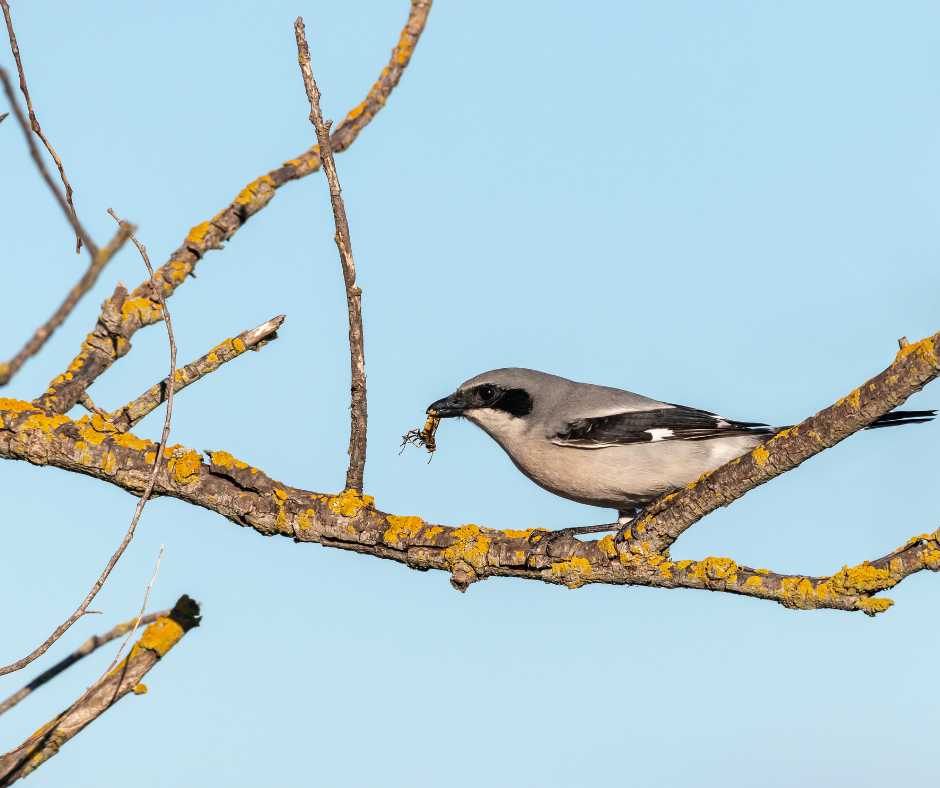 A bird holding a wasp in its beak while perched on a branch, showcasing the diet of insectivorous birds.